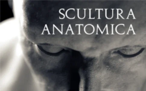 Scultura anatomica con Blender + Sculpt di base
